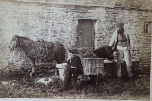 Victorian 1895 Scottish Crofter & Shetland Ponies B&W photograph
